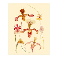 Orchids #2 (Print Only)