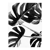 Monstera Black And White 05 (Print Only) thumbnail