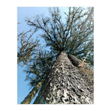 Ataraxia - Tree Series 1 (Print Only) thumbnail