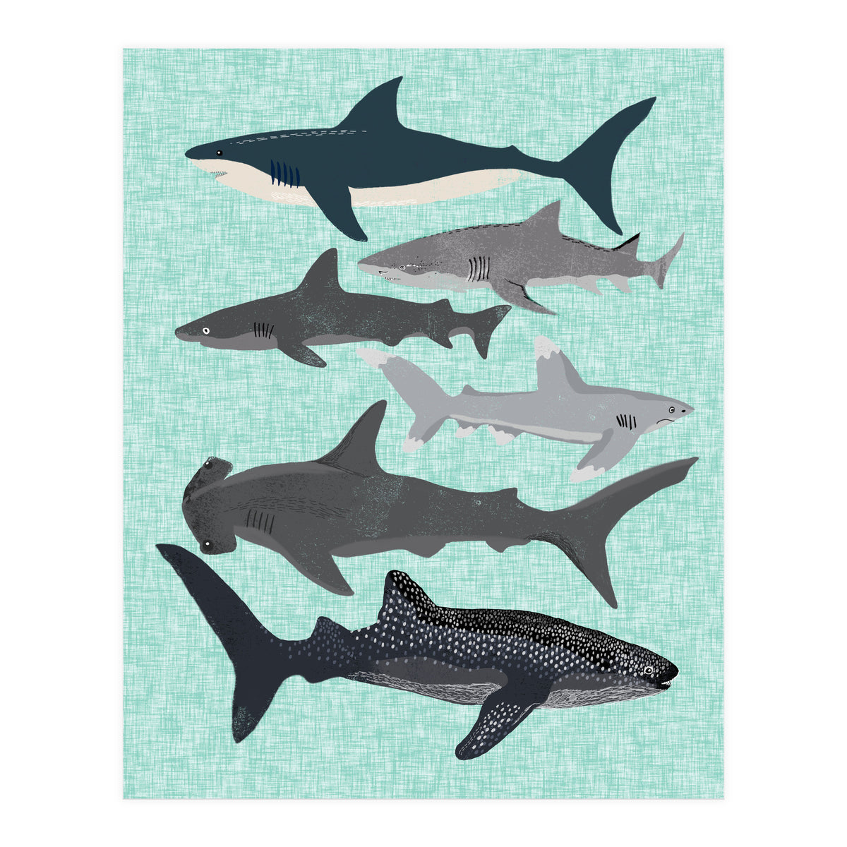Sharks (Print Only)