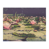 Waterlilies (Print Only) thumbnail