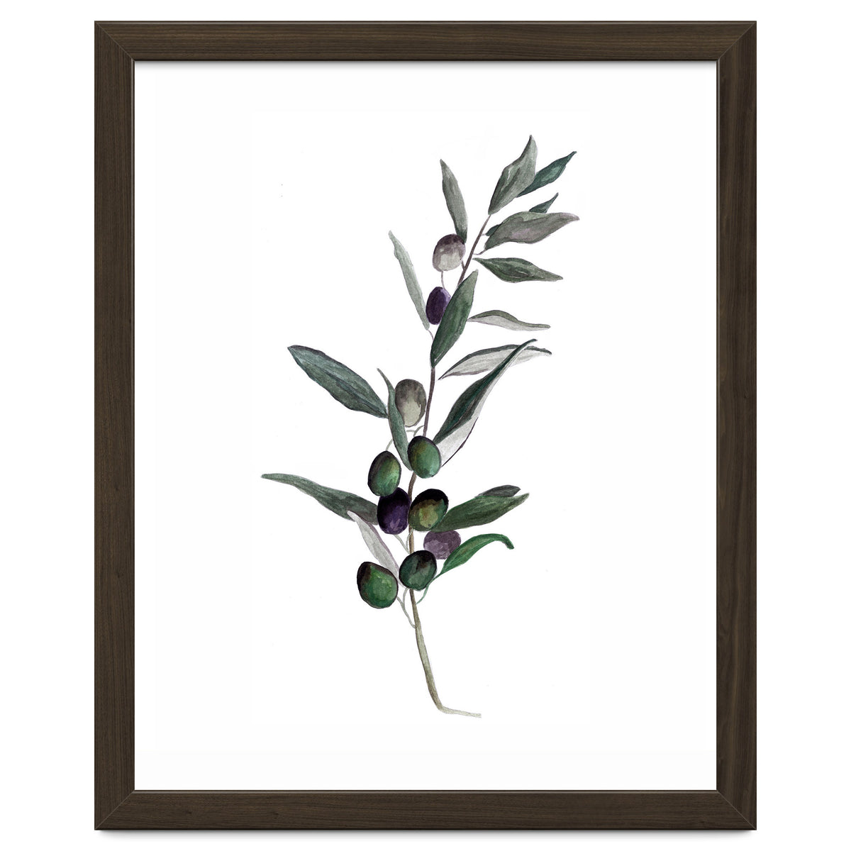 Botanical Illustration Olive