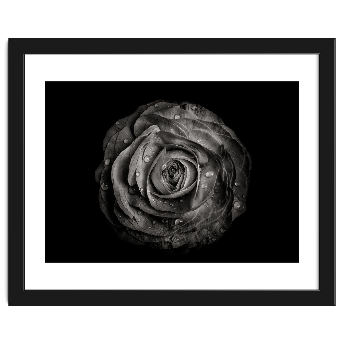 Backyard Flowers In Black And White 72