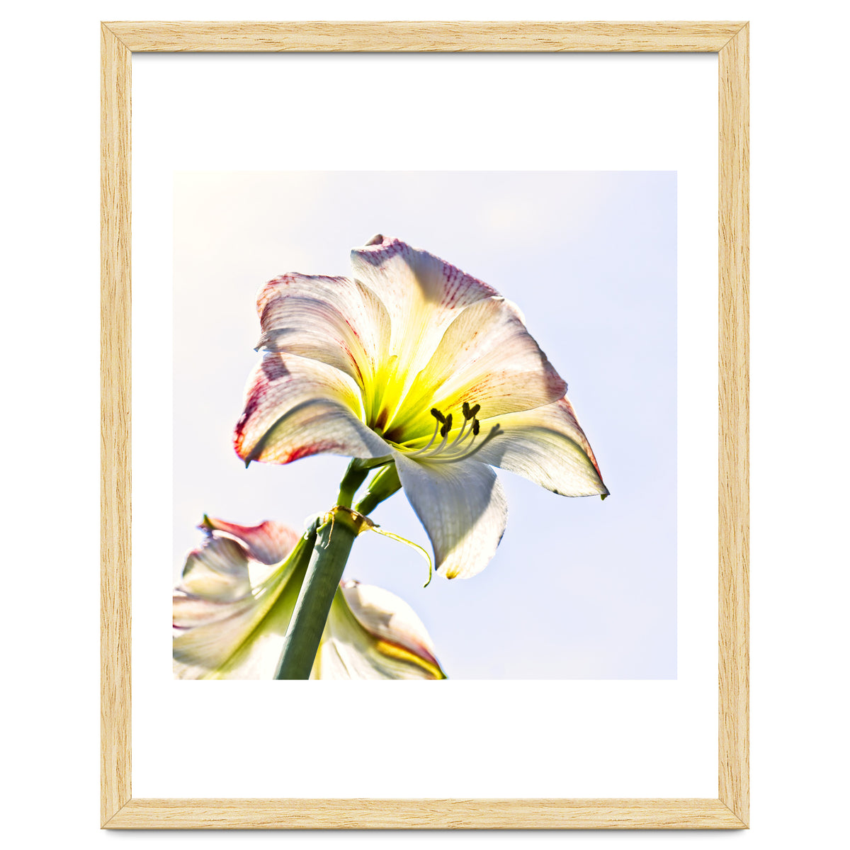 Amaryllis 2
