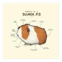 Anatomy Of A Guniea Pig (Print Only)