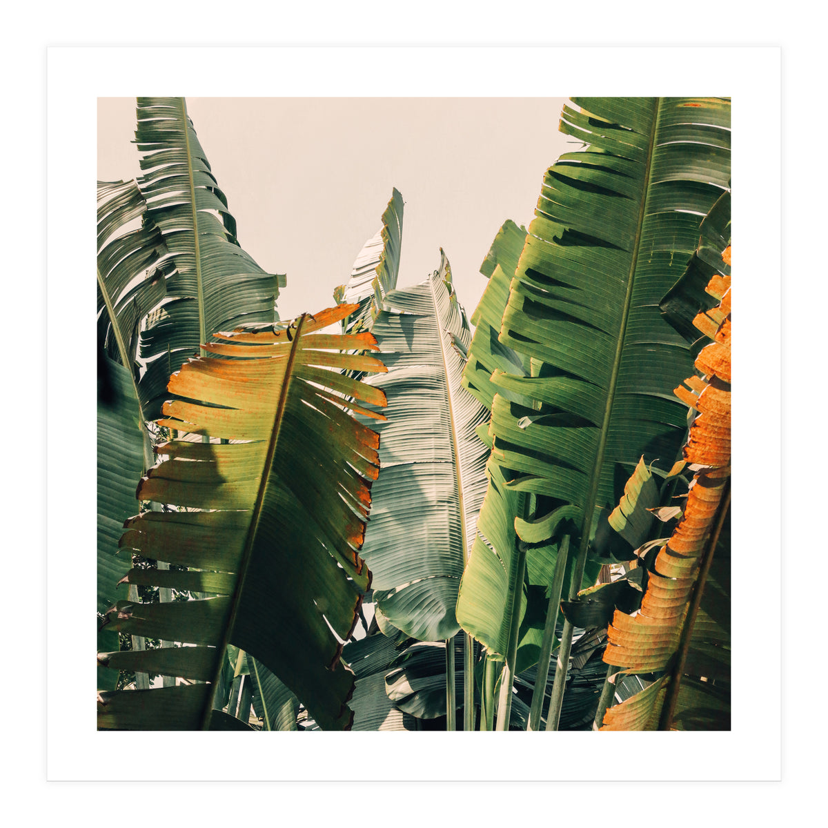 Shades Of Summer (Print Only)