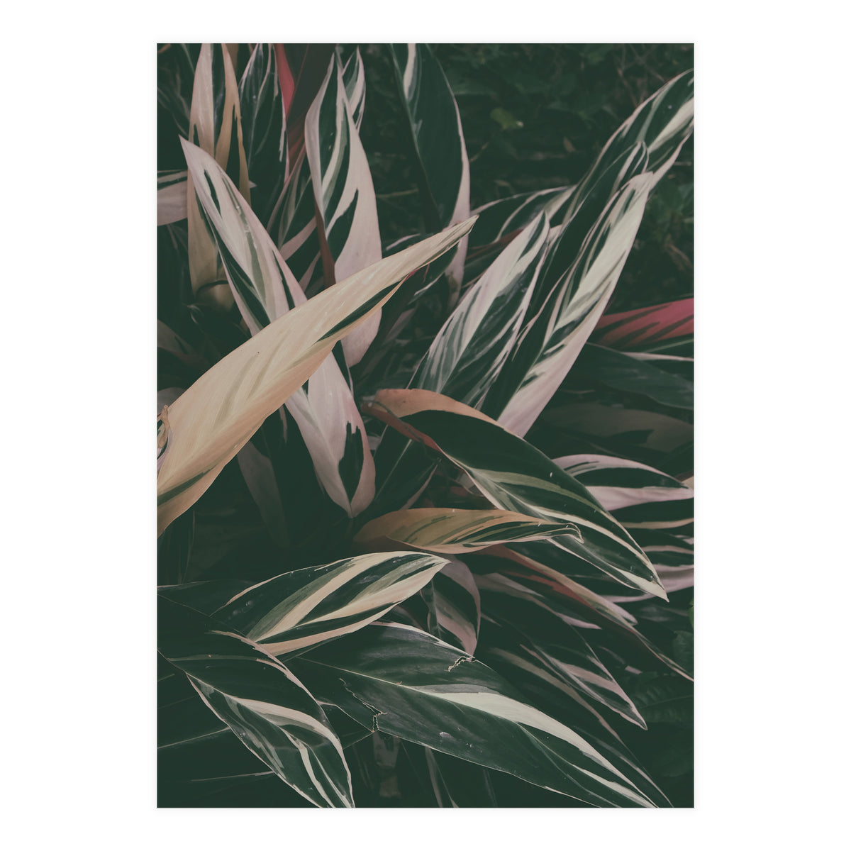 MARANTA LEAVES (Print Only)