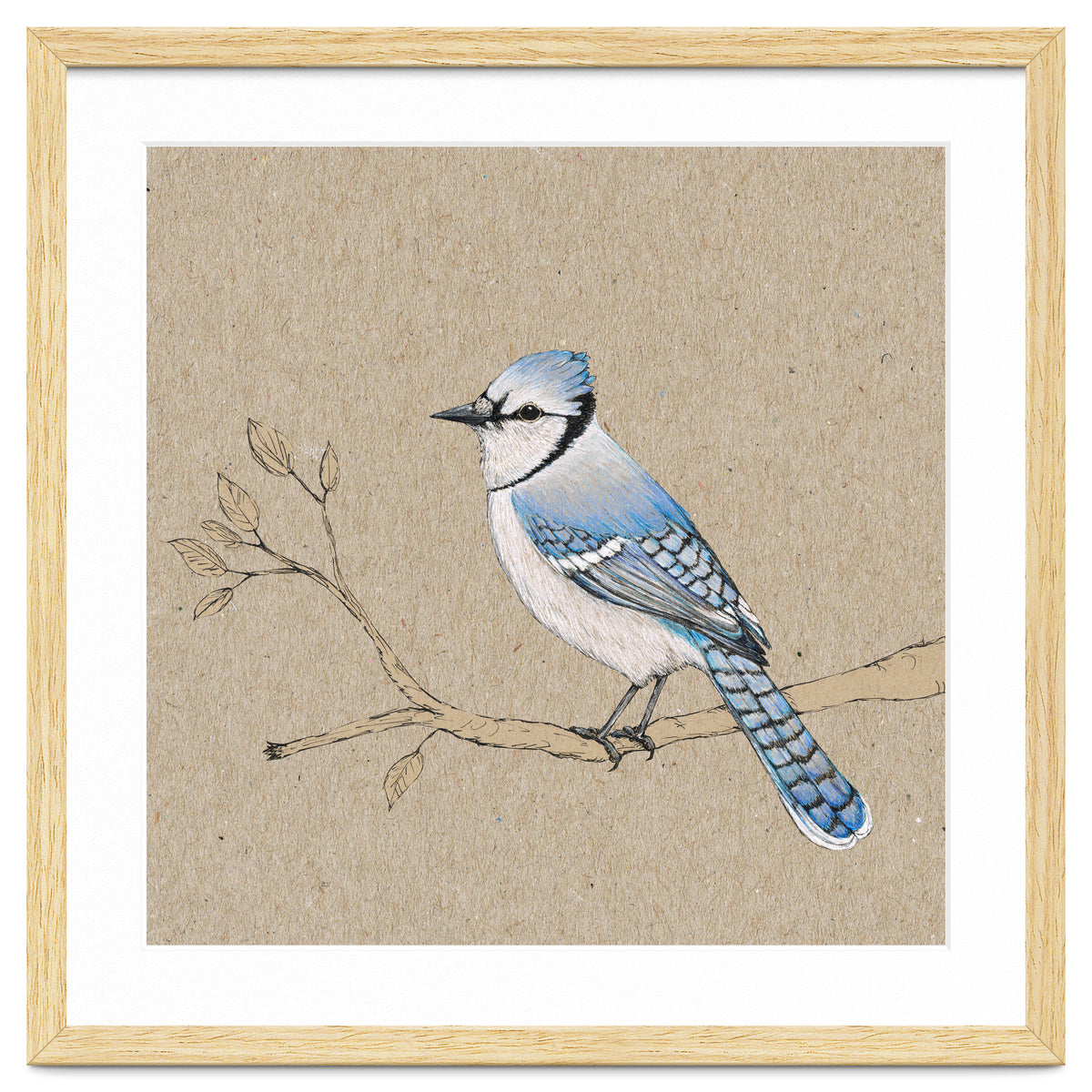 Blue jay