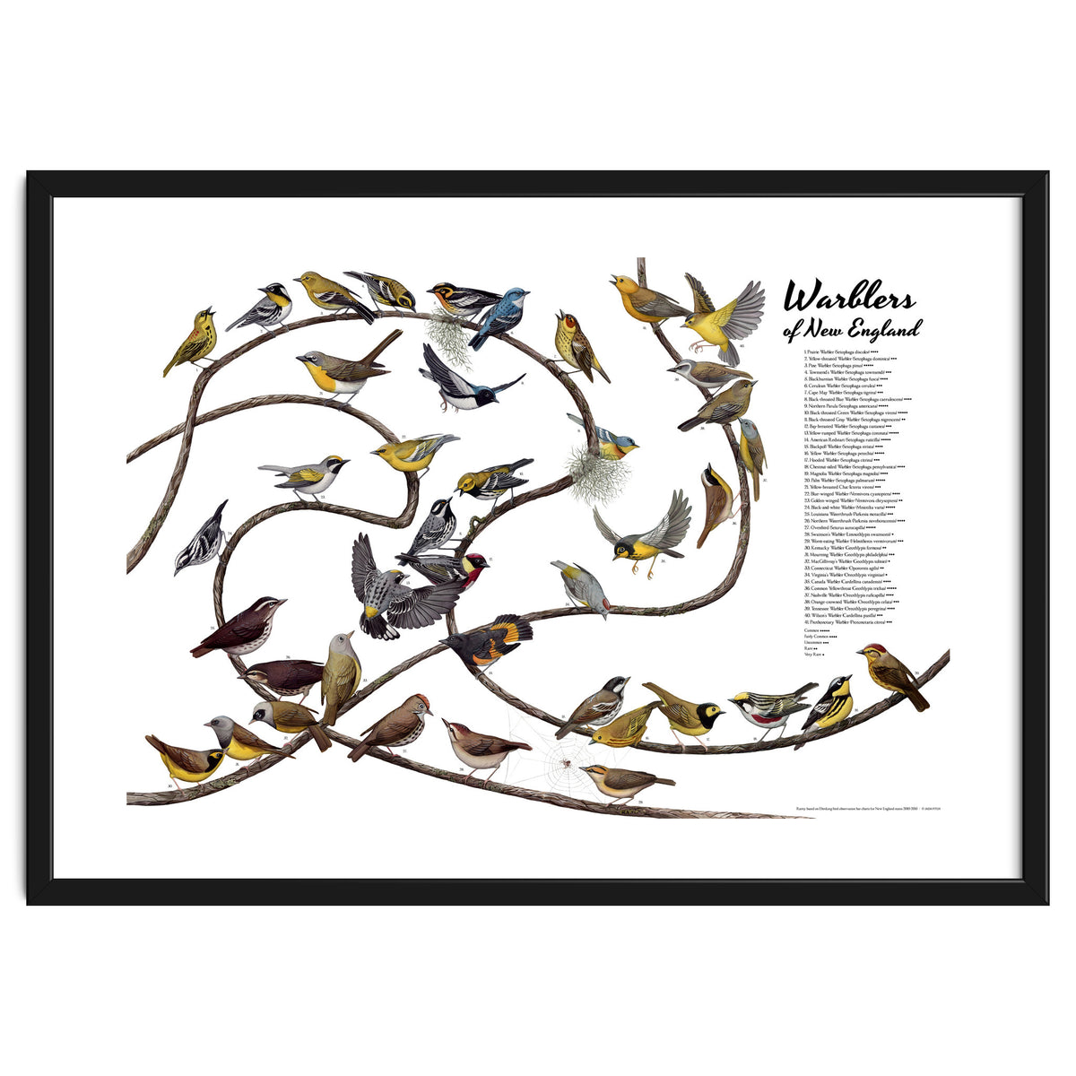 Warblers of New England