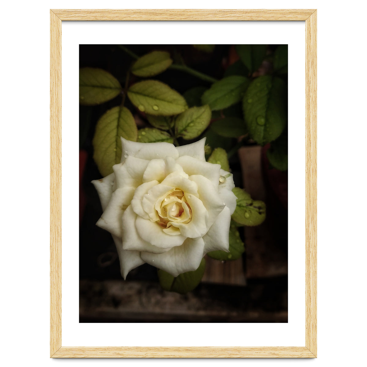 Beautiful Garden White Rose