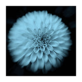 Asteraceae (Print Only) thumbnail