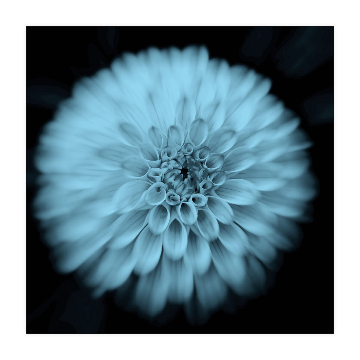 Asteraceae (Print Only)