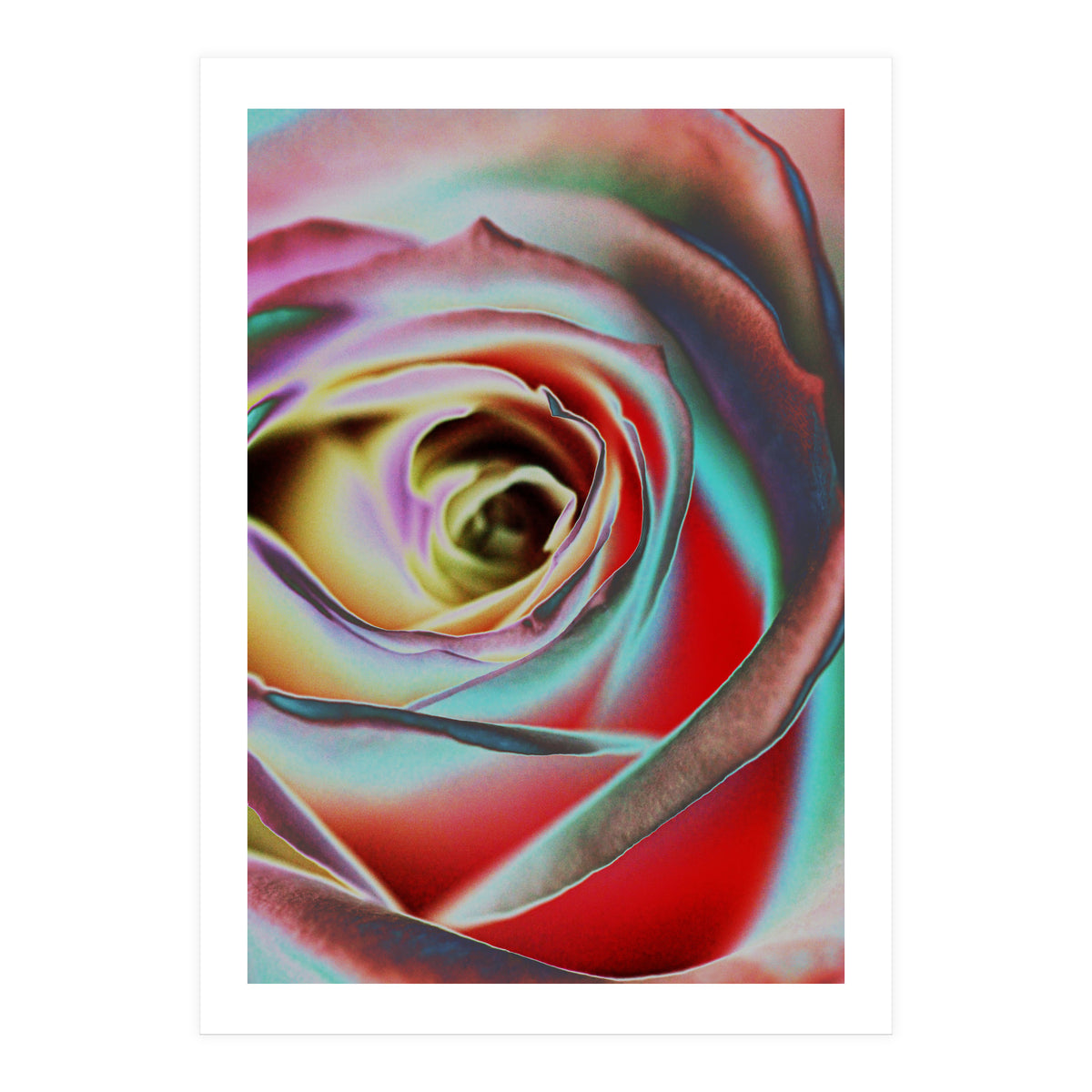 Rose (Print Only)