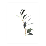 Untitled #14 - Eucalyptus (Print Only) thumbnail