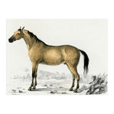 Horse (Print Only) thumbnail