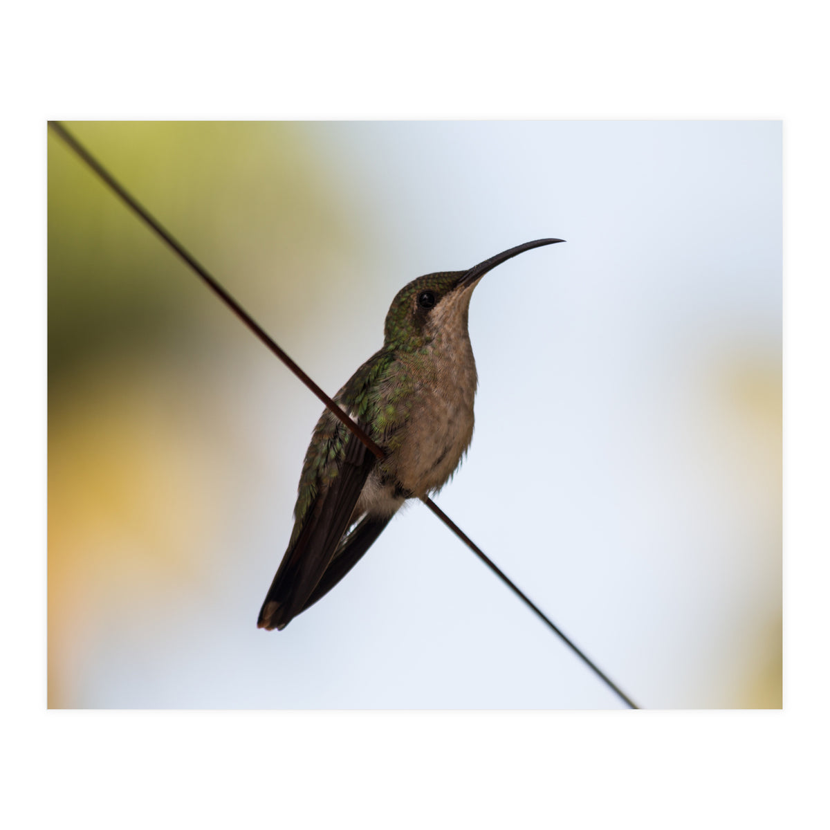 Colibri from Haïti (Print Only)