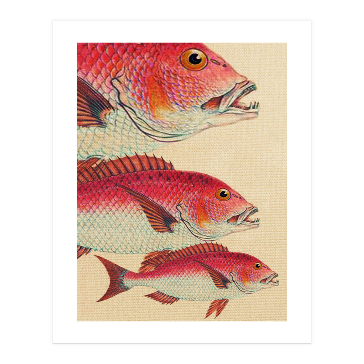 Fish Classic Designs 7 (Print Only)