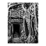Ta Prohm Temple, Cambodia (Print Only) thumbnail