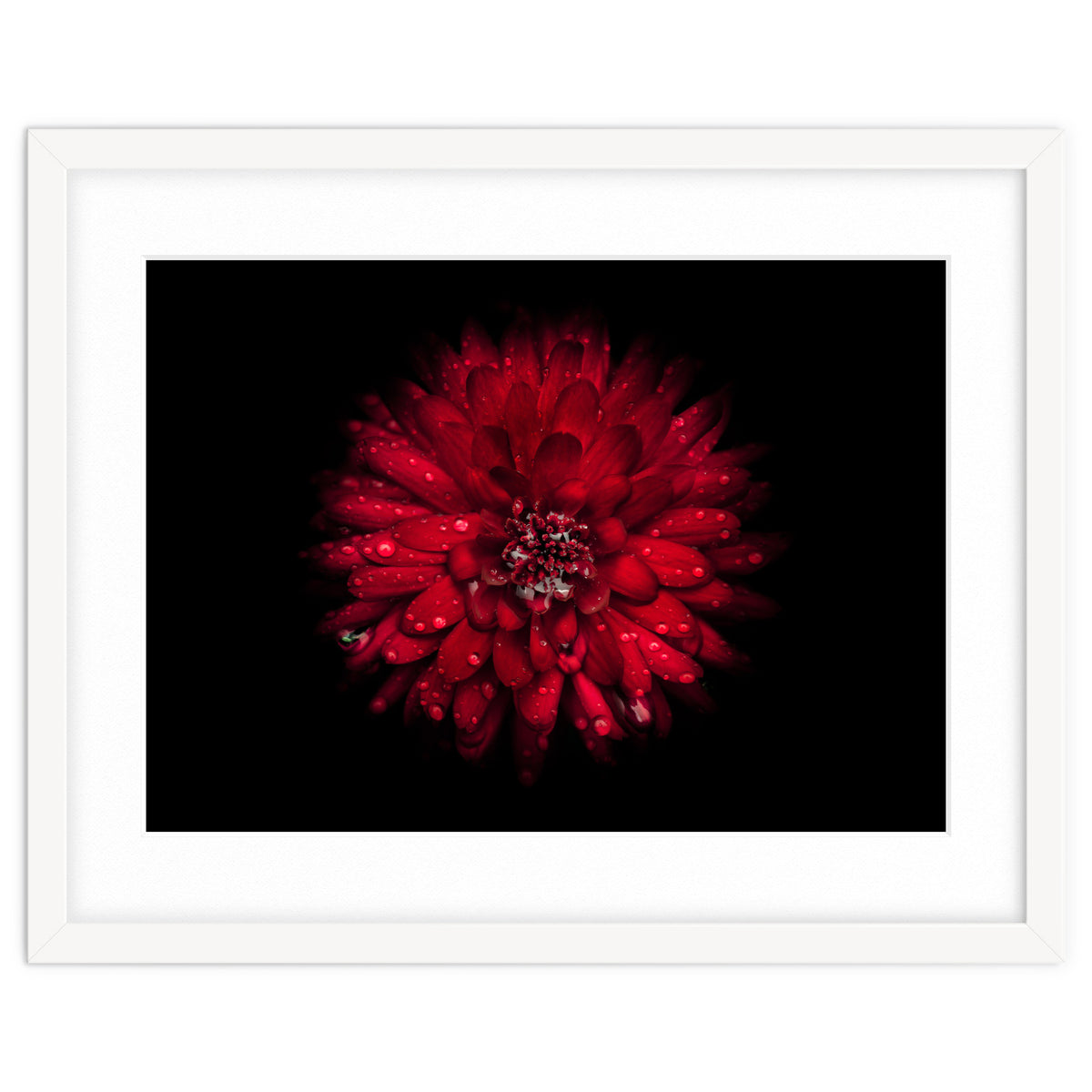 Backyard Flowers 45 Color Version