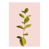 Botanical Art V3 (Print Only) thumbnail