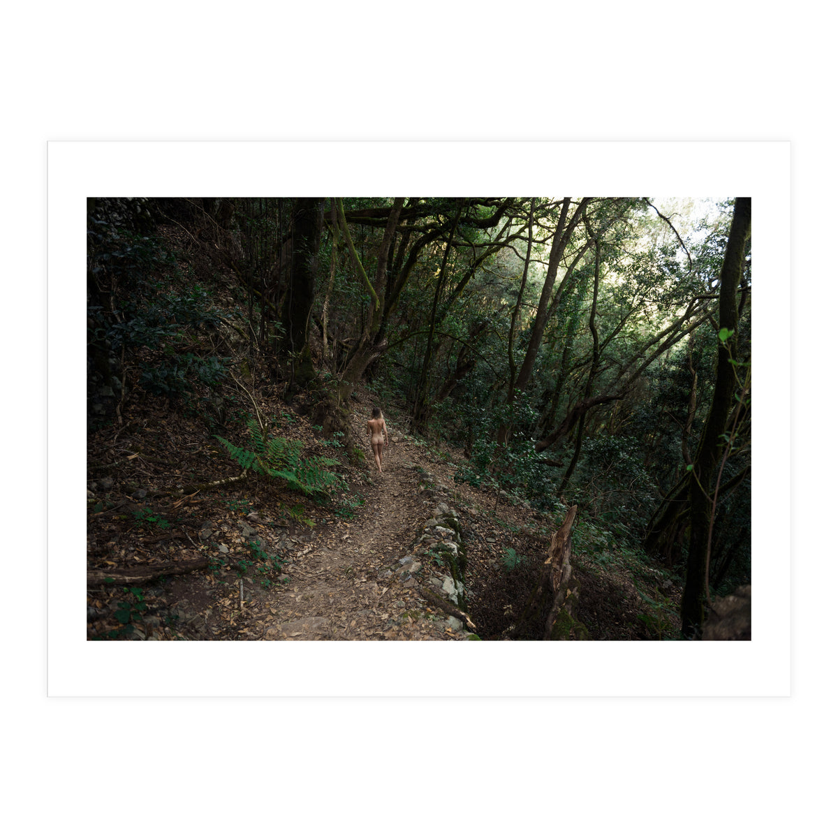 Into the Woods (Print Only)