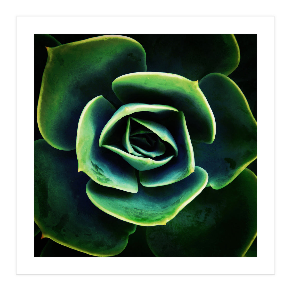 DARKSIDE OF SUCCULENTS XIV (Print Only)
