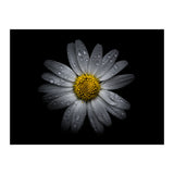 Backyard Flowers No 16 Color Version (Print Only) thumbnail