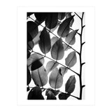 Branches and Leaves II (Print Only) thumbnail