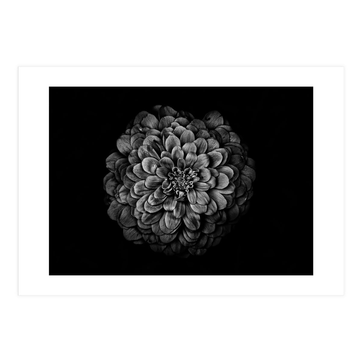 Backyard Flowers In Black And White 54 (Print Only)