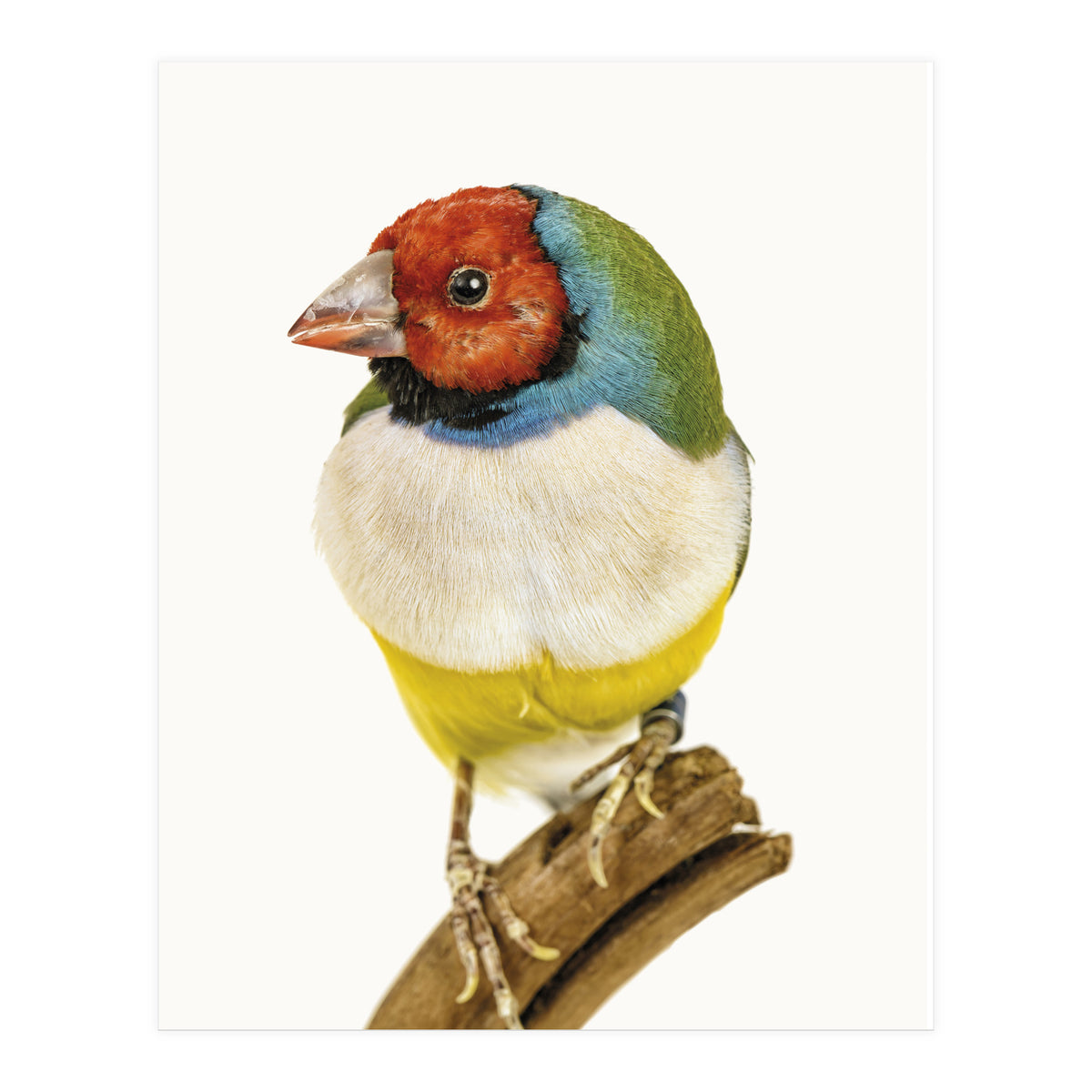 Cc Birds 06 (Print Only)