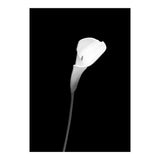 Calla | dark design (Print Only) thumbnail