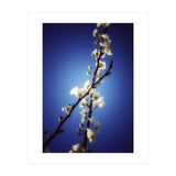 ALMOST BLUE (Print Only) thumbnail