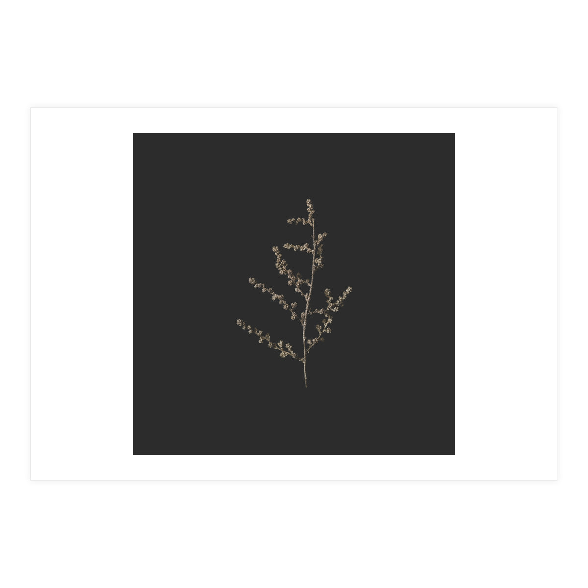 Dainty Botanicals in Gold and Black - Square (Print Only)