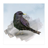 A watercolor drawing of a starling (Print Only) thumbnail