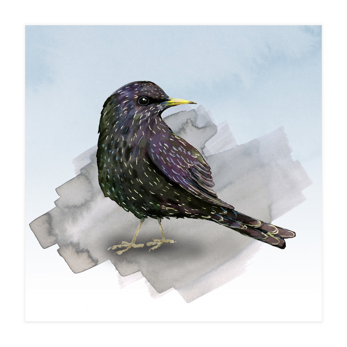 A watercolor drawing of a starling (Print Only)