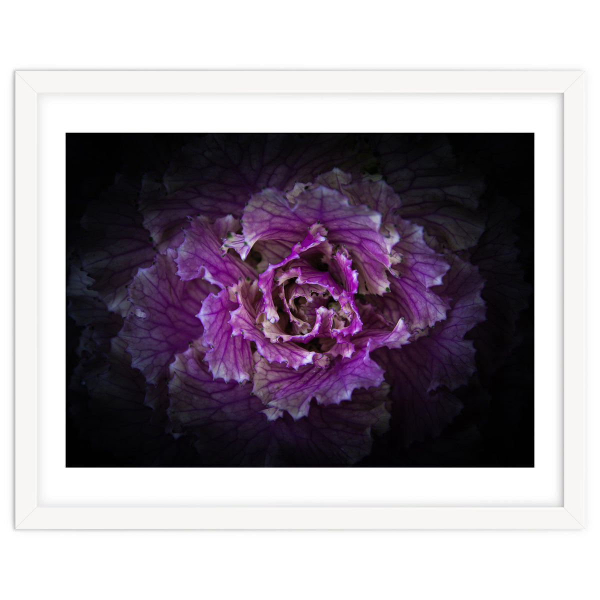 Backyard Flowers No 42 Color Version