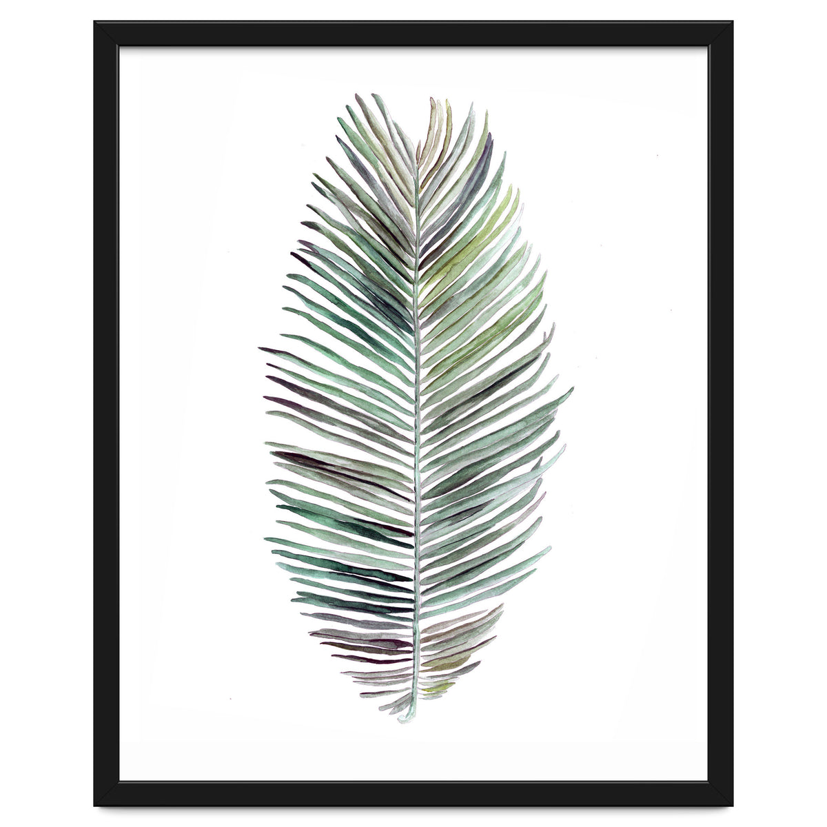 Botanical Illustration Cocos Palm