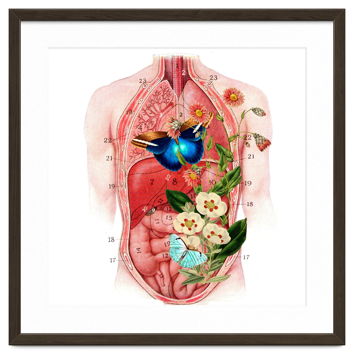 Butterflys In The Belly Makes Flower Grows