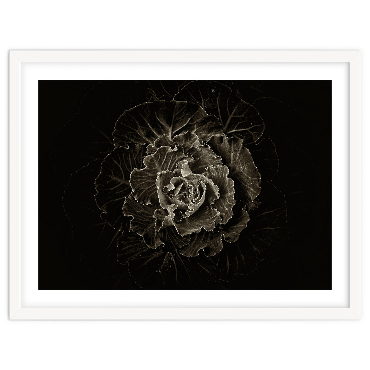 Backyard Flowers No 100 Sepia Version