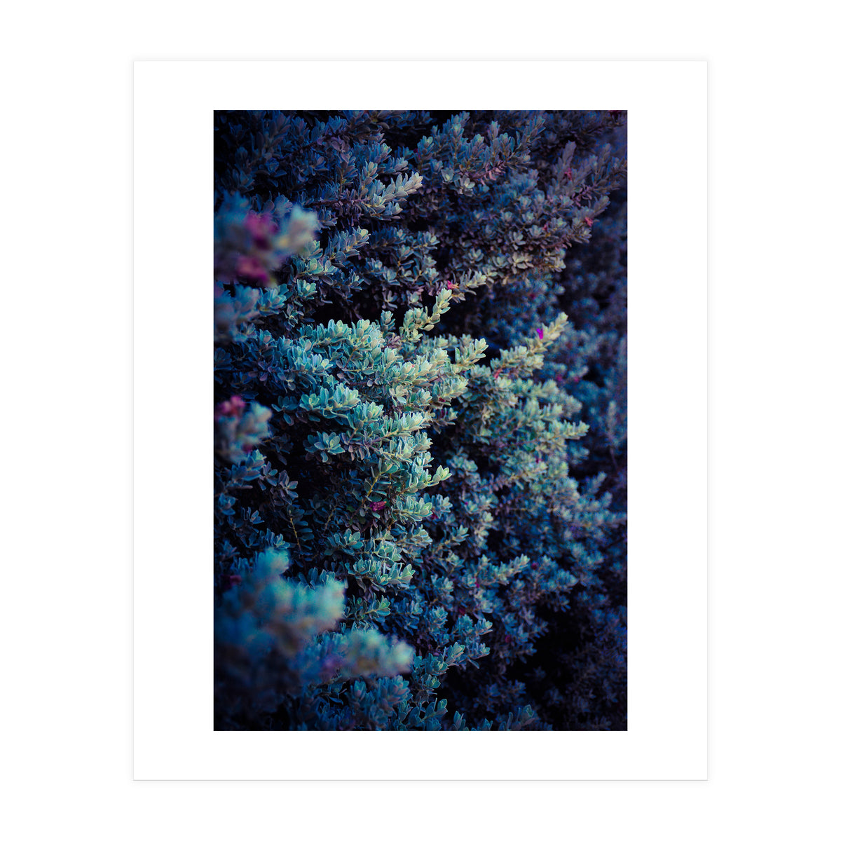 Spring (Print Only)