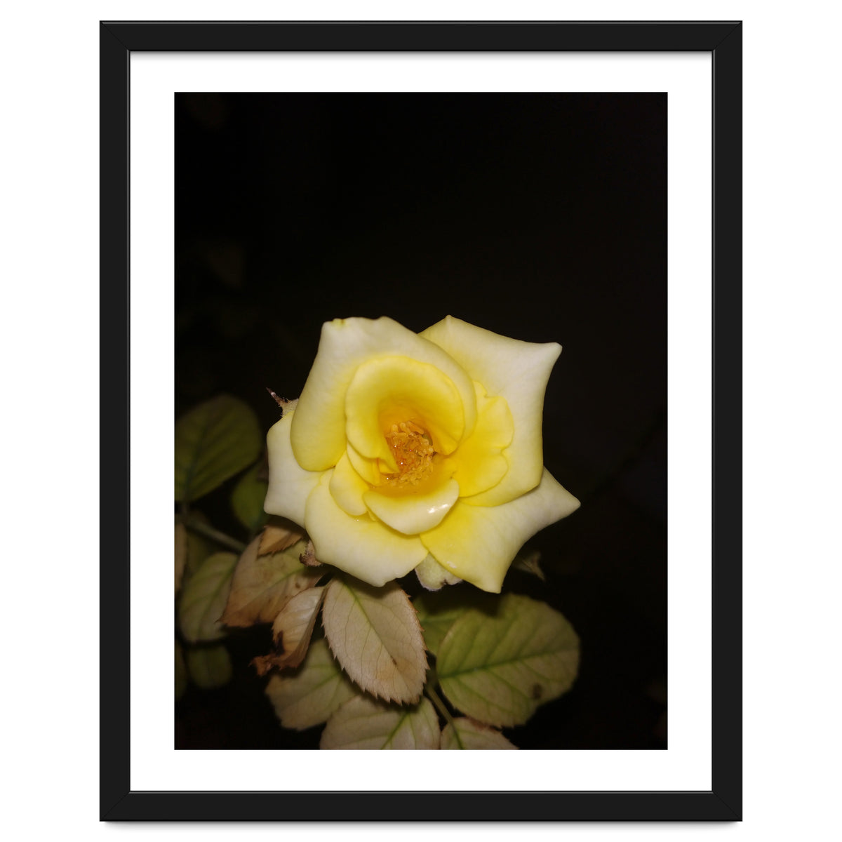 Yellow Rose