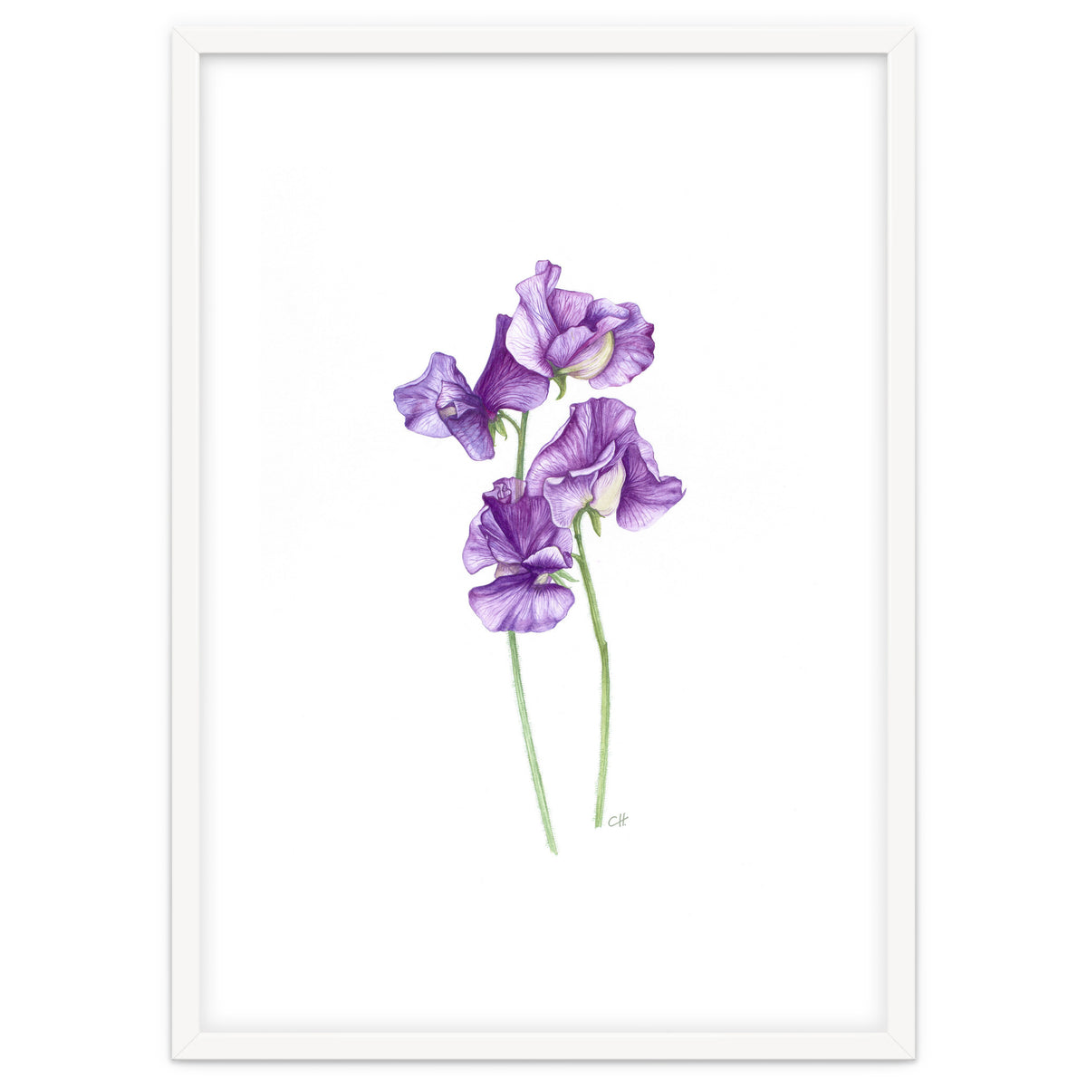 A Purple Posy Of Sweet Peas