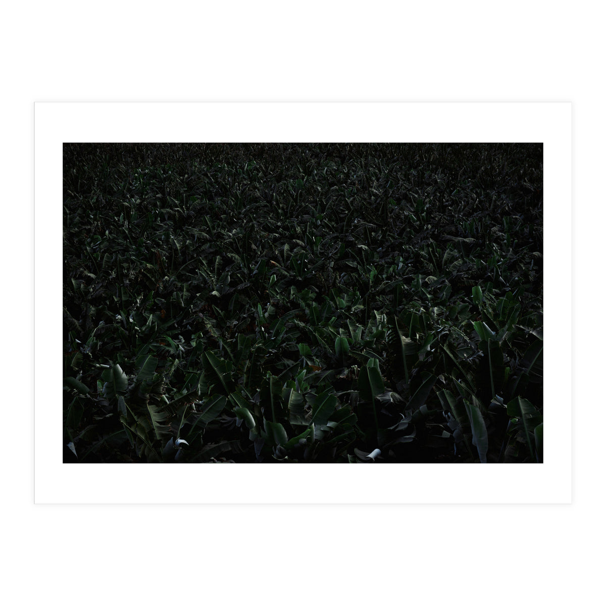 Obscurity (Print Only)