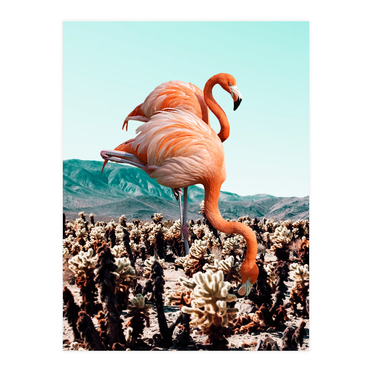 Flamingos In The Desert (Print Only)