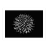 Backyard Flowers In Black And White No 45 (Print Only) thumbnail