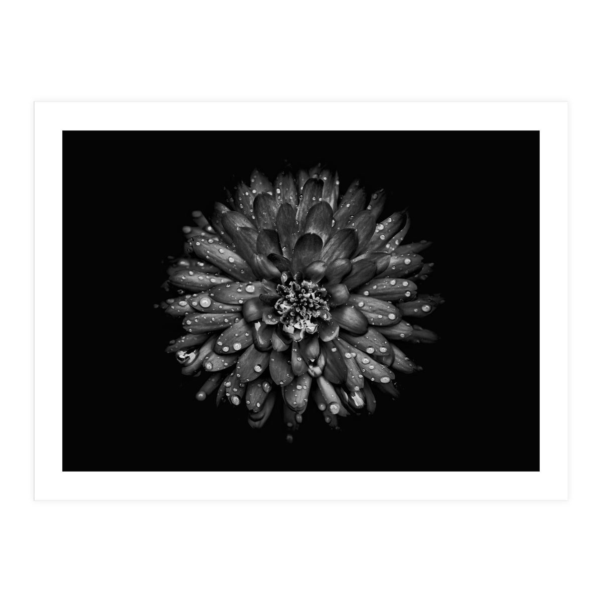 Backyard Flowers In Black And White No 45 (Print Only)