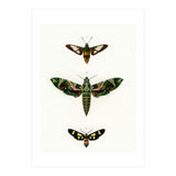 Different types of moths illustrated  (Print Only) thumbnail