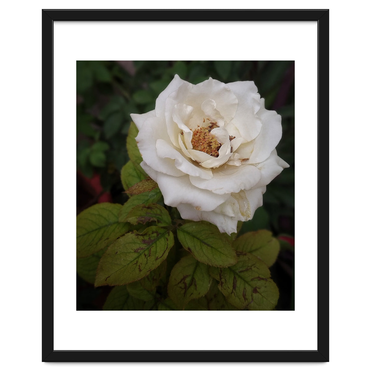 Fabulous White Rose Garden