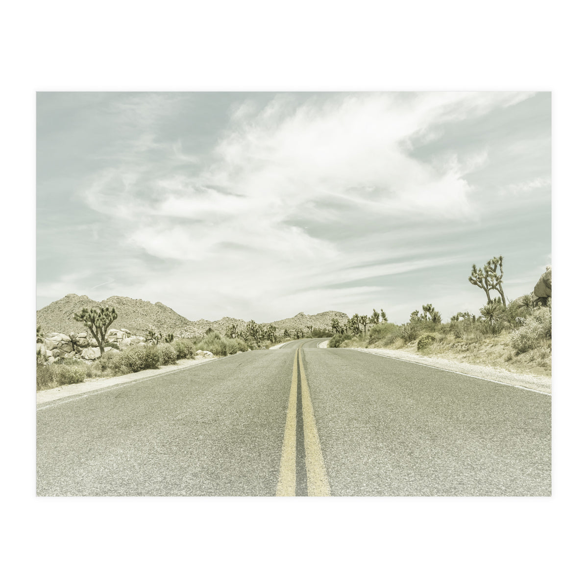 Joshua Trees, Park Boulevard | Vintage (Print Only)