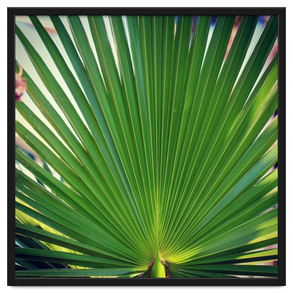 palm leaf